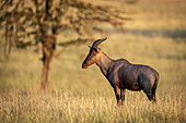 Topi (Damaliscus korrigum) standing in long grass by tree, Serengeti National Park; Tanzania