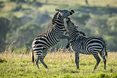 Zwei jugendliche Zebras (Equus quagga) spielen Kampf im Gras, Serengeti-Nationalpark; Tansania.