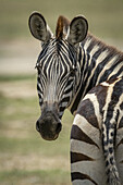 Nahaufnahme eines Steppenzebras (Equus quagga), das sich der Kamera zuwendet, Serengeti-Nationalpark; Tansania.