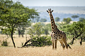 Masaigiraffe (Giraffa camelopardalis tippelskirchii) steht im Gras zwischen Bäumen, Serengeti-Nationalpark; Tansania.