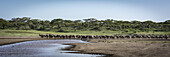 Panorama einer Reihe von Gnus (Connochaetes taurinus) am Flussufer, Serengeti-Nationalpark; Tansania.