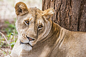 Nahaufnahme eines weiblichen Löwen (Panthera leo), der in der Nähe eines Baumes im Tarangire-Nationalpark ruht; Tansania.