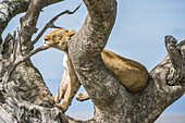 Ausgewachsene Löwin (Panthera leo) stützt ihren Kopf auf einen Ast, während sie in einem Baum im Serengeti-Nationalpark sitzt; Tansania