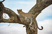 Leopard (Panthera pardus) ruht in einem Baum im Ndutu-Gebiet des Ngorongoro-Krater-Schutzgebietes in der Serengeti-Ebene; Tansania.