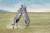 Ein Paar Zebrahengste (Equus grevyi) stellt sich auf die Hinterfüße und tritt und beißt sich gegenseitig, während sie auf dem Boden des Ngorongoro-Kraters kämpfen, Ngorongoro-Schutzgebiet; Tansania