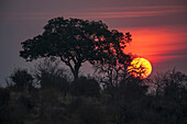 Sonnenuntergang hinter einem Baum im Ruaha-Nationalpark; Tansania