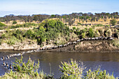Gnu-Herde (Connochaetes taurinus) überquert den Mara-Fluss und klettert am anderen Ufer im Serengeti-Nationalpark heraus; Tansania.