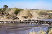 Große Herde von Gnus (Connochaetes taurinus) wirbelt Staub auf, als sie ein Steilufer hinunterstürzt, um den Mara-Fluss zu überqueren, Serengeti-Nationalpark; Tansania.
