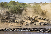 Eine große Herde Gnus (Connochaetes taurinus) wirbelt Staub auf, als sie ein Steilufer hinabstürzt, um den Mara-Fluss zu überqueren, Serengeti-Nationalpark; Tansania.