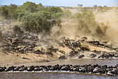 Large herd of Wildebeest (Connochaetes taurinus) kick up dust as they plunge down a steep bank to cross the Mara River, Serengeti National Park; Tanzania