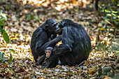 Schimpansenweibchen (Pan troglodytes) putzen sich gegenseitig, während eines ihrer Babys zwischen ihnen sitzt, im Mahale Mountains National Park am Ufer des Tanganjikasees; Tansania.