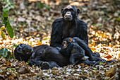 Schimpansenweibchen (Pan troglodytes) auf dem Rücken liegend wiegt ihr Baby, während ein anderes Schimpansenweibchen zuschaut im Mahale Mountains National Park an der Küste des Tanganjikasees; Tansania.