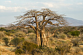 Blattloser Baobab-Baum (Adansonia Digitata) mit von Elefanten zernarbtem Stamm im Ruaha-Nationalpark; Tansania.