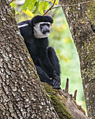Schwarz-weißer Colobus-Affe (Colobus guereza) sitzt in einem Baum bei der Ngare Sero Mountain Lodge, in der Nähe von Arusha; Tansania.