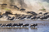 Eine große Herde Gnus (Connochaetes taurinus) wirbelt Staub auf, als sie ein Steilufer hinunterstürzt, um den Mara-Fluss zu überqueren, Serengeti-Nationalpark; Tansania.