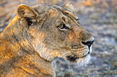 Close-up portrait of lioness (Panthera Leo),  Katavi National Park; Tanzania