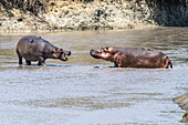 Zwei Flusspferde (Hippopotamus amphibious) stehen sich im seichten Wasser im Katavi-Nationalpark aggressiv gegenüber; Tansania.