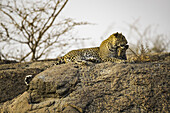 Leopard (Panthera pardus) lays on a rock looking to the right, Northern India; Rajasthan, India