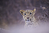 Leopard (Panthera pardus) schaut in die Kamera; Rajasthan, Indien