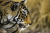 Bengalischer Tiger (Panthera tigris tigris), Ranthambore-Nationalpark; Indien