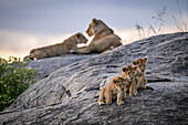 Drei Löwenjunge (Panthera leo) sitzen auf einem Felsen und schauen hinaus, im Hintergrund zwei Löwinnen in der Abenddämmerung, Serengeti; Tansania.