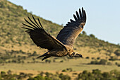 African white-backed vulture (Gyps africanus) flying over grassy hillside, Serengeti; Tanzania