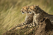Nahaufnahme von Gepardenjungen (Acinonyx jubatus) bei einem Termitenhügel, Serengeti; Tansania.