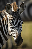 Nahaufnahme eines jungen Steppenzebras (Equus quagga), das die Kamera beäugt, Serengeti; Tansania.