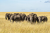 Elefantenherde (Loxodonta africana) überquert Grasebene im Sonnenschein, Serengeti; Tansanai