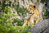Lion cub (Panthera Leo) sits on rock among bushes, Serengeti; Tanzania