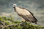 African white-backed vulture (Gyps africanus) atop tree looking down, Serengeti; Tanzania