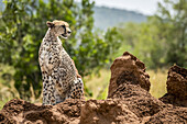 Gepard (Acinonyx jubatu) sitzt auf einem Termitenhügel und dreht den Kopf, Serengeti; Tansania.