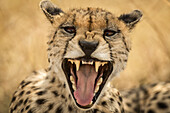 Close-up of female cheetah (Acinonyx jubatus) yawning at camera, Serengeti; Tanzania