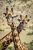 Nahaufnahme von zwei Masai-Giraffen (Giraffa camelopardalis tippelskirchii), die ihre Hälse kreuzen, Serengeti; Tansania.