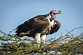 Ohrengeier (Torgos tracheliotos) auf Dornenbusch unter blauem Himmel, Serengeti; Tansania.