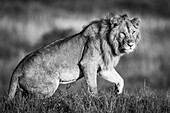 Einfarbiger männlicher Löwe (Panthera leo) steht im Gras auf, Serengeti; Tansania.