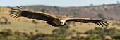 Panorama of African white-backed vulture (Gyps africanus) over savannah, Serengeti; Tanzania