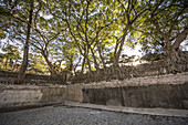 Fig trees on the enclosure wall of Fasilides Bath; Gondar, Amhara Region, Ethiopia