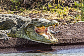 Nilkrokodil (Crocodylus niloticus) im Chamo-See, Nechisar-Nationalpark; Äthiopien