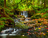 Wasserfall im Anderson Creek im Herbst; British Columbia, Kanada.