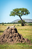 Gepard (Acinonyx jubatus) liegt auf einem Termitenhügel mit einem Baum dahinter, Grumeti Serengeti Tented Camp, Serengeti National Park; Tansania.