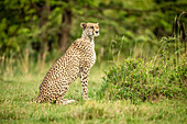 Gepard (Acinonyx jubatus) sitzt wachsam auf kurzem Gras und dreht den Kopf, Cottar's 1920s Safari Camp, Maasai Mara National Reserve; Kenia.
