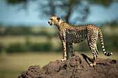 Cheetah (Acinonyx jubatus) stands on termite mound in profile, Grumeti Serengeti Tented Camp, Serengeti National Park; Tanzania