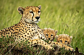 Gepard (Acinonyx jubatus) mit zwei Jungen im Gras liegend, Grumeti Serengeti Tented Camp, Serengeti National Park; Tansania.