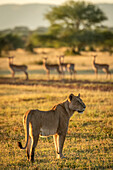 Impala (Aepyceros melampus) Harem beobachtet Löwin (Panthera leo), die in der nahen Savanne steht, Grumeti Serengeti Tent Camp, Serengeti National Park; Tansania.