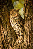 Leopard (Panthera pardus) schaut aus einer Baumgabel, Grumeti Serengeti Tented Camp, Serengeti National Park; Tansania.