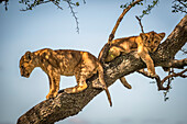 Löwenjunge (Panthera Leo) sitzen und liegen auf einem Ast, Grumeti Serengeti Tented Camp, Serengeti National Park; Tansania.