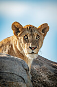 Löwin (Pantera leo) Kopf und Schultern ragen über Felsen, Klein's Camp, Serengeti-Nationalpark; Tansania.