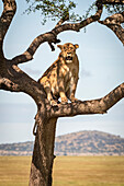 Löwin (Panthera leo) sitzt in einem Baum und schaut in Richtung Kamera, Grumeti Serengeti Tented Camp, Serengeti National Park; Tansania.
