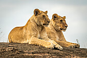 Löwinnen (Panthera leo) liegen spiegelbildlich auf einem Felsen, Cottar's1920s Safari Camp, Maasai Mara National Reserve; Kenia.